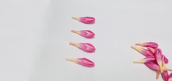 Ganneru / Oleander  flowers